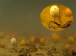 Diverse - images.jpeg